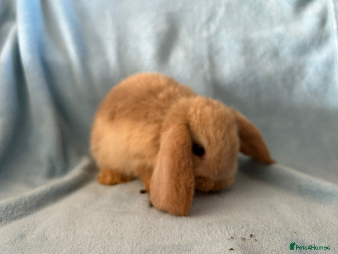 Mini Lop rabbits for sale: Pure Breed Mini Lop baby bunnies ready 1st Aug - Image 25