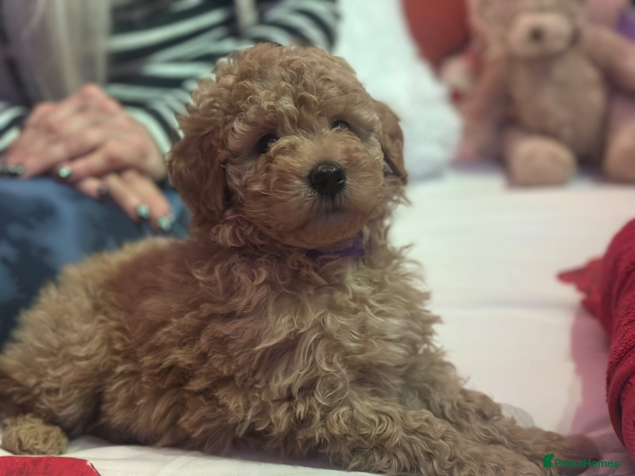 Goldendoodle dogs F1B MINI/MEDIUM GOLDENDOODLES 2 RESERVED - Advert 1