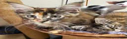 Maine Coon cats for sale: READY TO LEAVE NOW GCCF PEDIGREE MAINECOON KITTENS - Advert 27