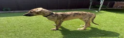 Lurcher dogs for sale: 9 lurcher pups in Skegness - Advert 17