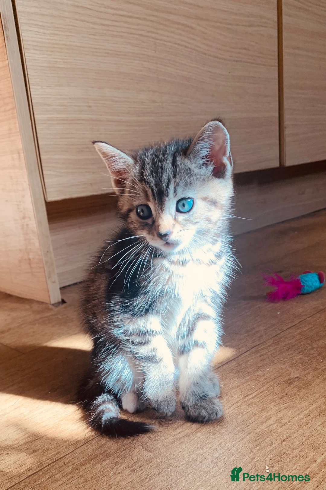 British Shorthair cats for sale: Lovely adorable Kittens FOR SALE Mixed Newquay  - Advert 2