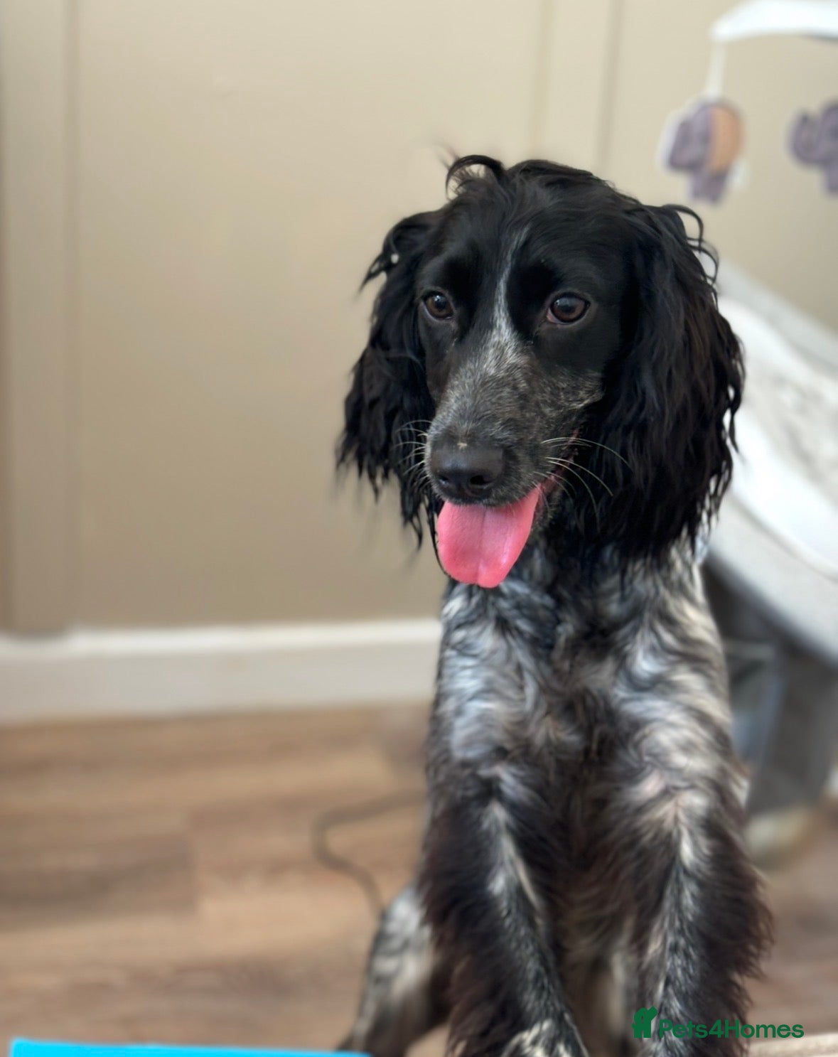 Cocker Spaniel dogs 2 year old roan cocker spaniel.  - Advert 1