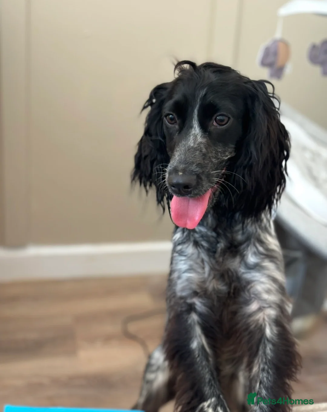 Cocker Spaniel dogs for sale: 2 year old roan cocker spaniel.  - Advert 1