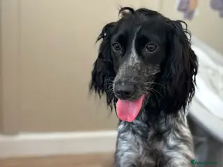 Cocker Spaniel dogs 2 year old roan cocker spaniel. - Advert 1