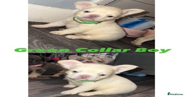 French Bulldog dogs - Advert 1