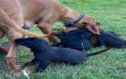 Mixed Breed dogs for sale: Italian Segugio/labrador Easter Love Affair - Image 9