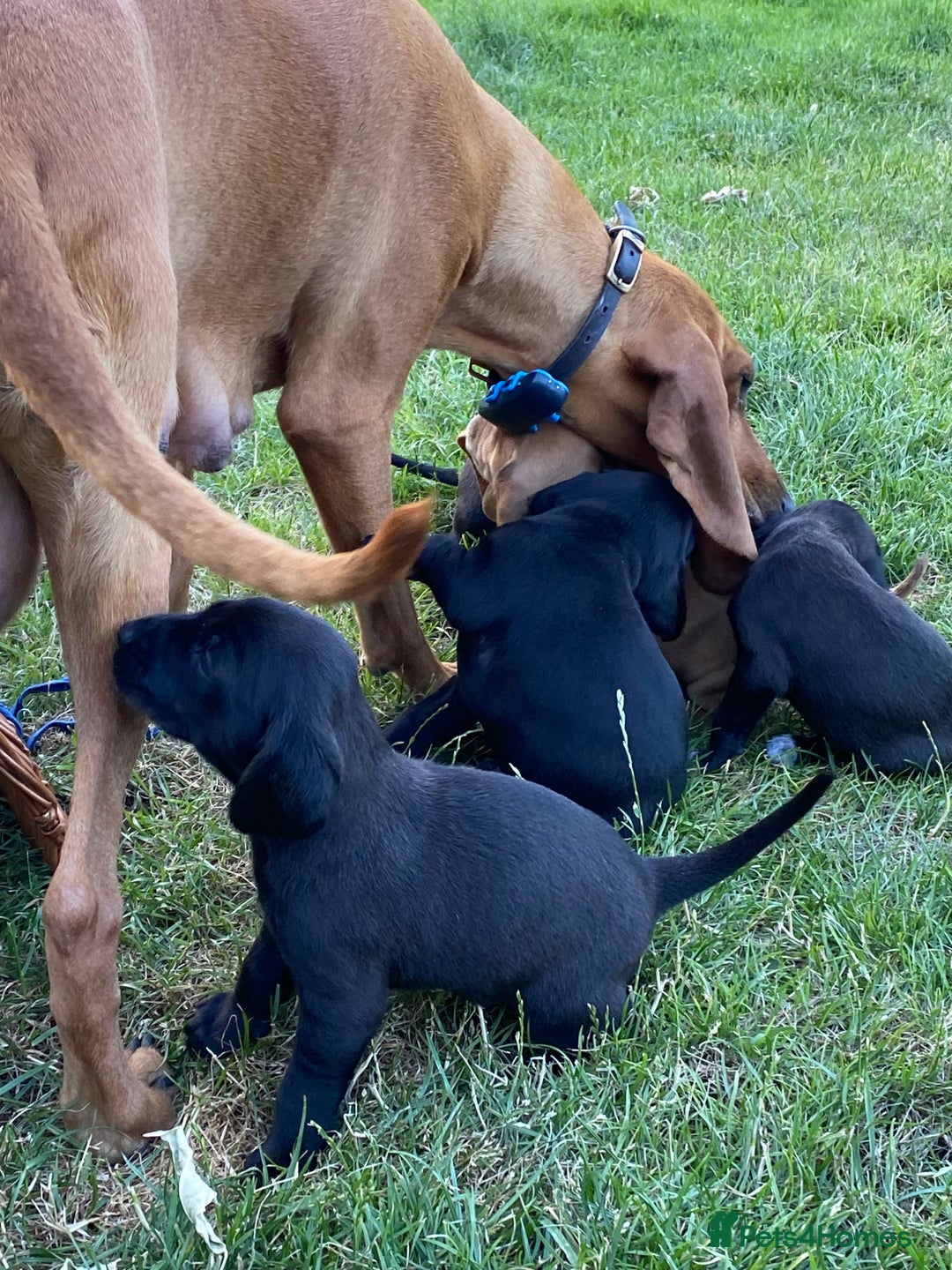 Mixed Breed dogs for sale: Italian Segugio/labrador Easter Love Affair - Image 9