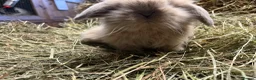 Mini Lion Lop rabbits for sale: Gorgeous Mini lion lops  - Advert 5