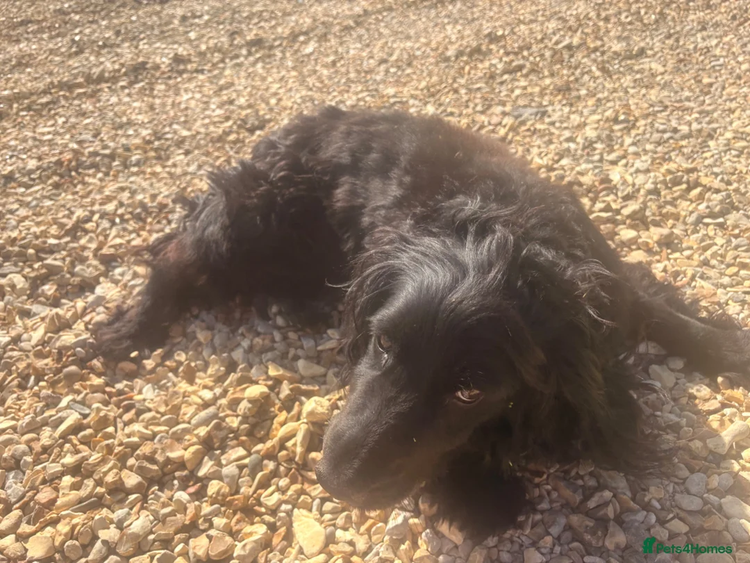 Cocker Spaniel dogs for sale: Female cocker spaniel in Evesham - Advert 8