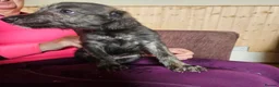 Mixed Breed dogs for sale: Bedlington whippet greyhound  - Advert 10
