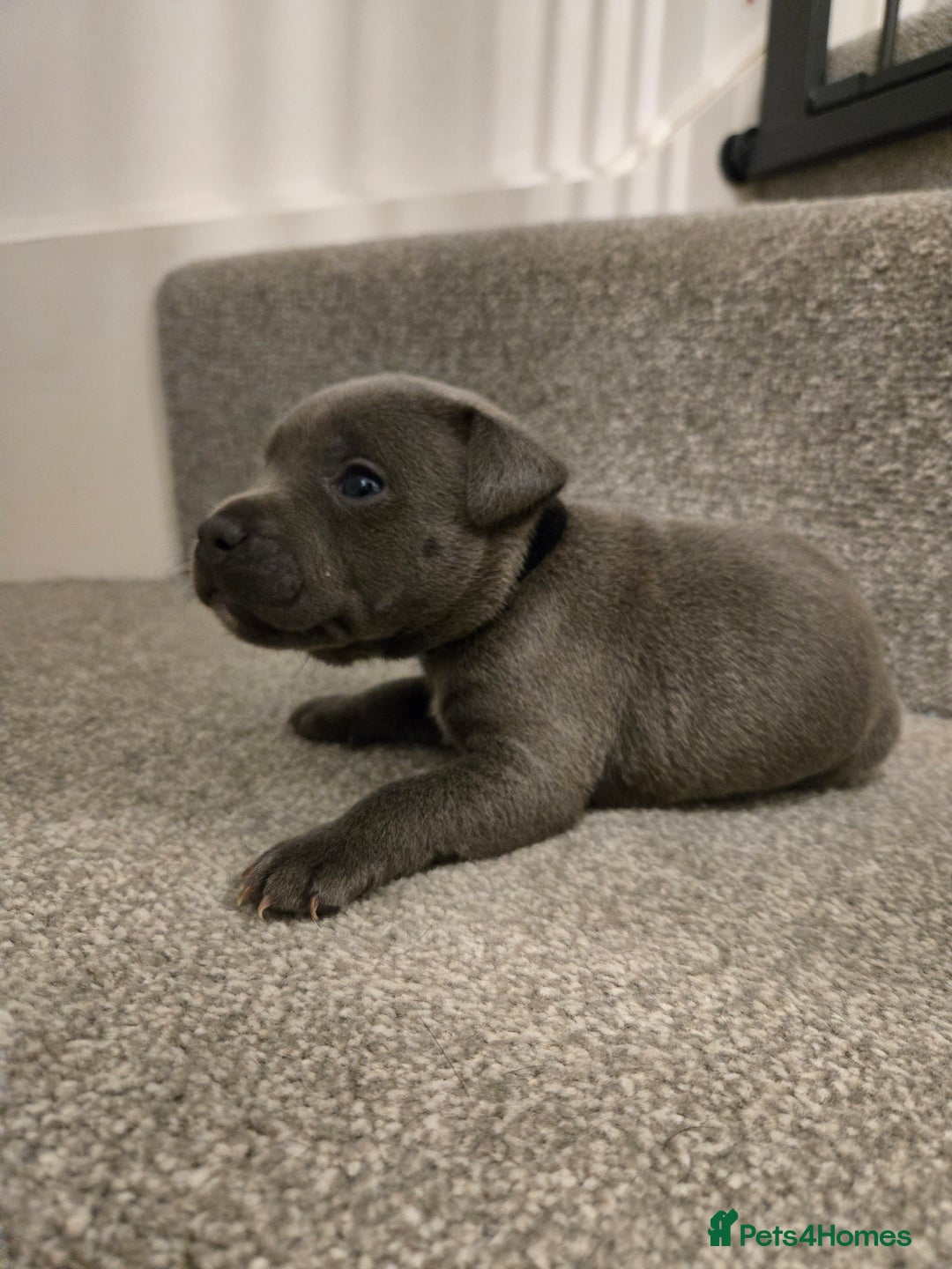 Staffordshire Bull Terrier dogs for sale: Blue Staffy Puppies 🐶 - Advert 25