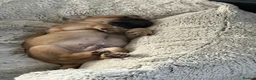 Jug dogs for sale: Jug Puppies For Sale - Advert 4