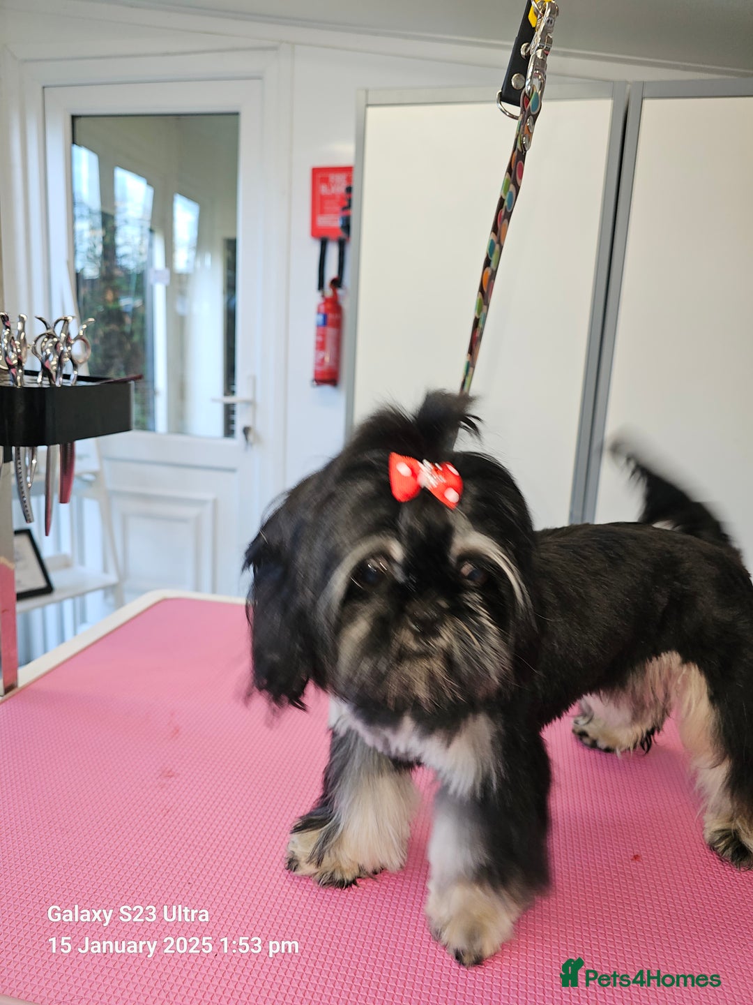 Shih Tzu dogs for sale: Pedigree smallest possible size Shih Tzu - Advert 1