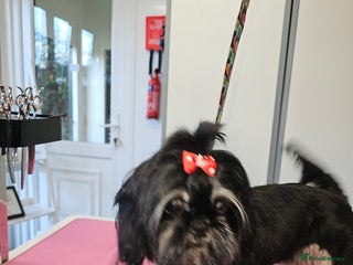 Shih Tzu dogs Pedigree Teacup size Imperial Shih Tzu - Advert 13