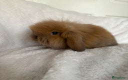 Mini Lion Lop rabbits for sale: Gorgeous fluffy little mini lion lop baby bunny’s  - Advert 18