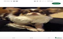 Chihuahua dogs for sale: Rare chocolate chihuahua puppies - Image 16