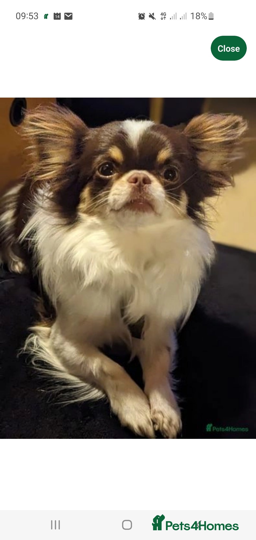 Chihuahua dogs for sale: Rare chocolate chihuahua puppies - Image 16