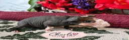 Guinea Pig rodents for sale: Skinny Pigs for sale 🦛 - Advert 7