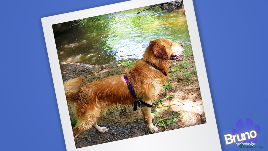 Golden Retriever dogs for stud: KCReg Well Proven Golden Stud, Health & DNA Tested in Wilmslow - Image 9