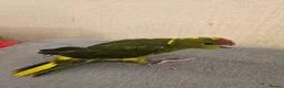 Mixed Breed birds for sale: Tame Kakariki and cockatiel chicks  - Advert 3