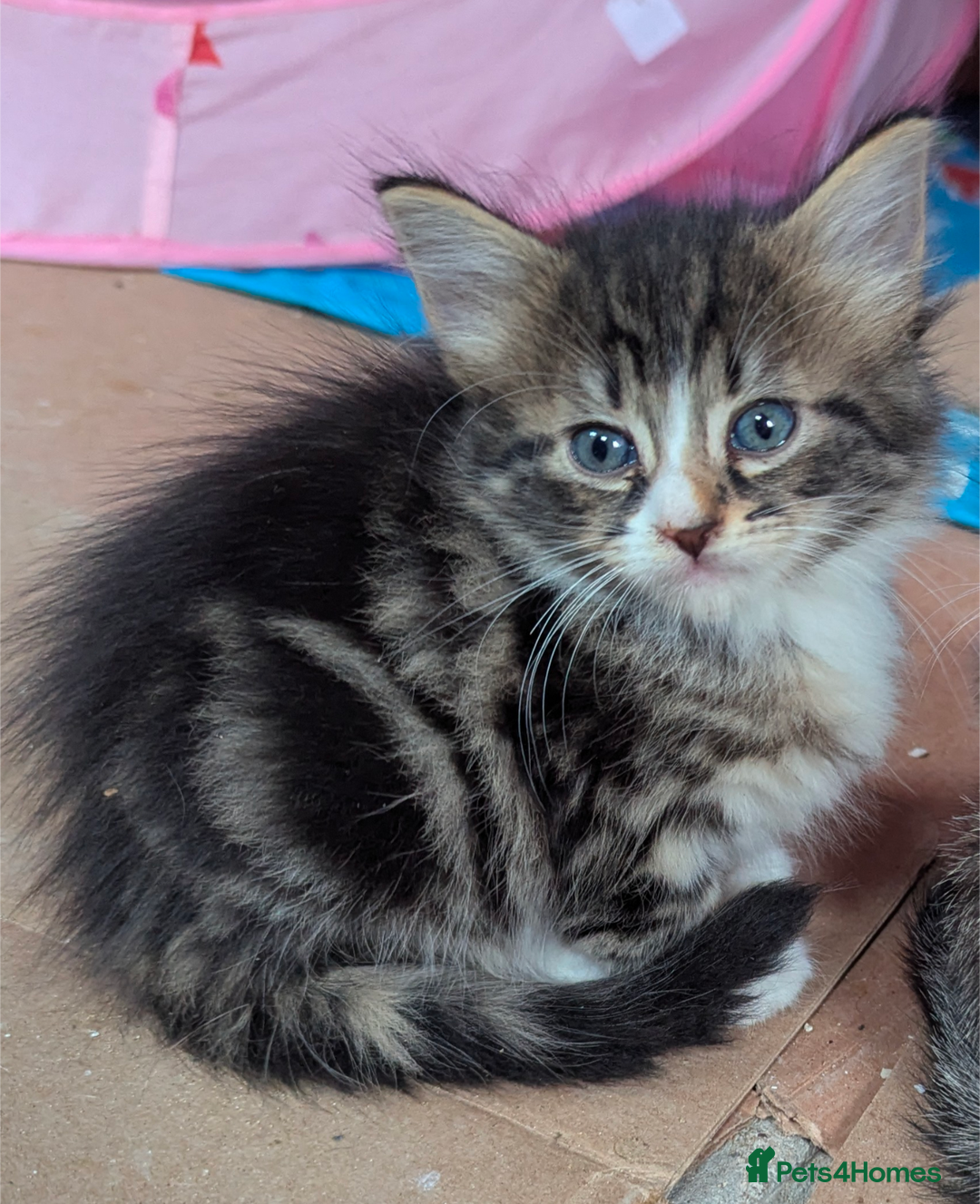 Domestic Shorthair cats for sale: 4 Playful Kittens Ready for Loving Homes!  - Image 7