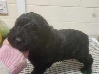 Cockapoo dogs - Advert 34