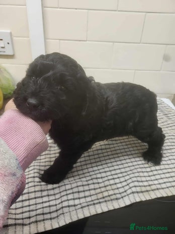 Cockapoo dogs - Advert 1
