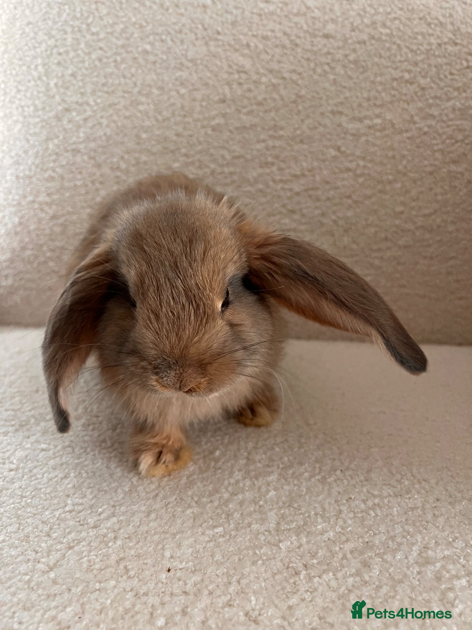Mixed Breed rabbits Mixed Continental Giant & Lop baby bunny - Advert 1