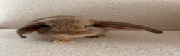 Mixed Breed rabbits for sale: Mixed Continental Giant & Lop baby bunny in London - Advert 1