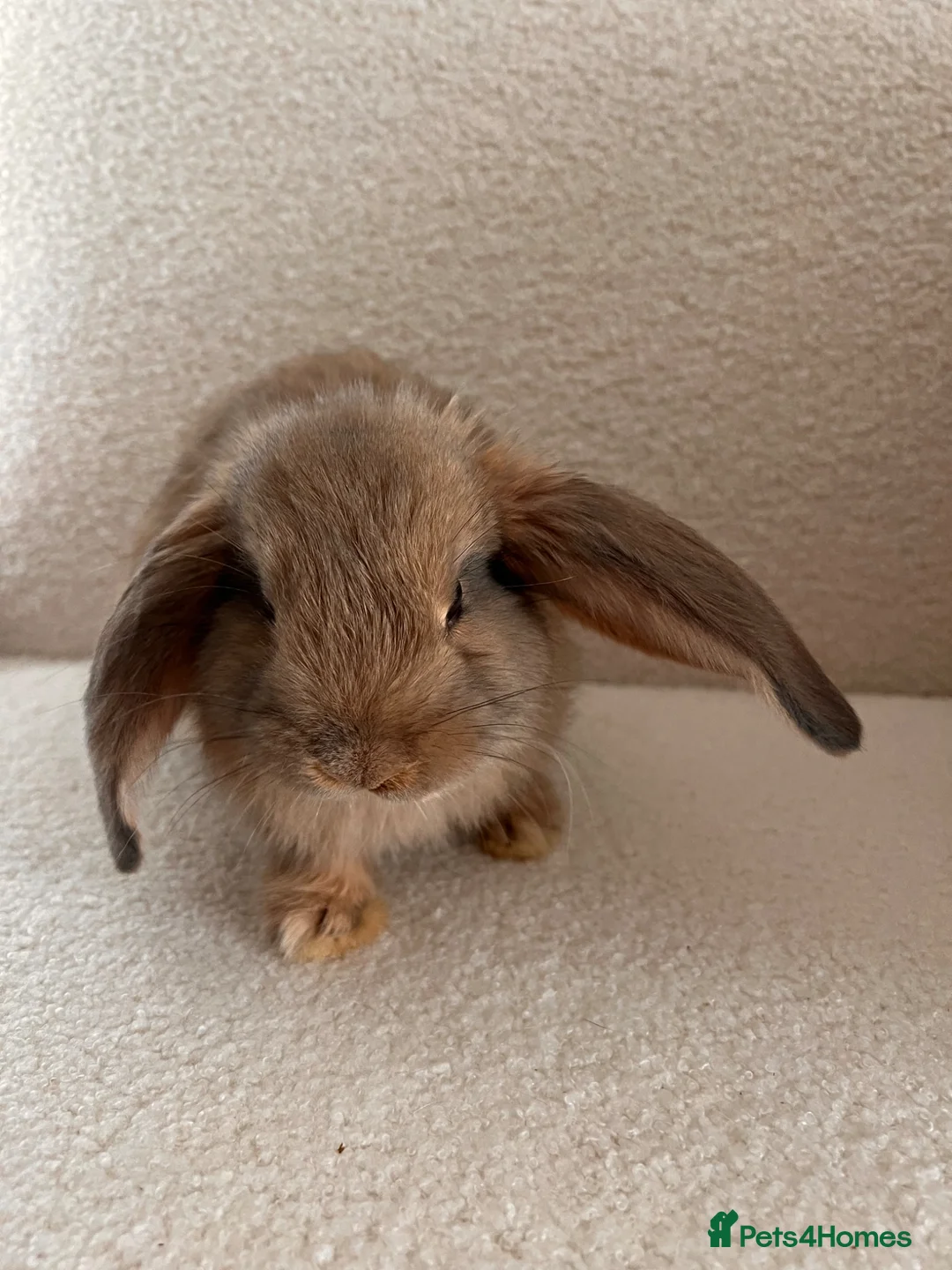 Mixed Breed rabbits for sale: Mixed Continental Giant & Lop baby bunny in London - Advert 1