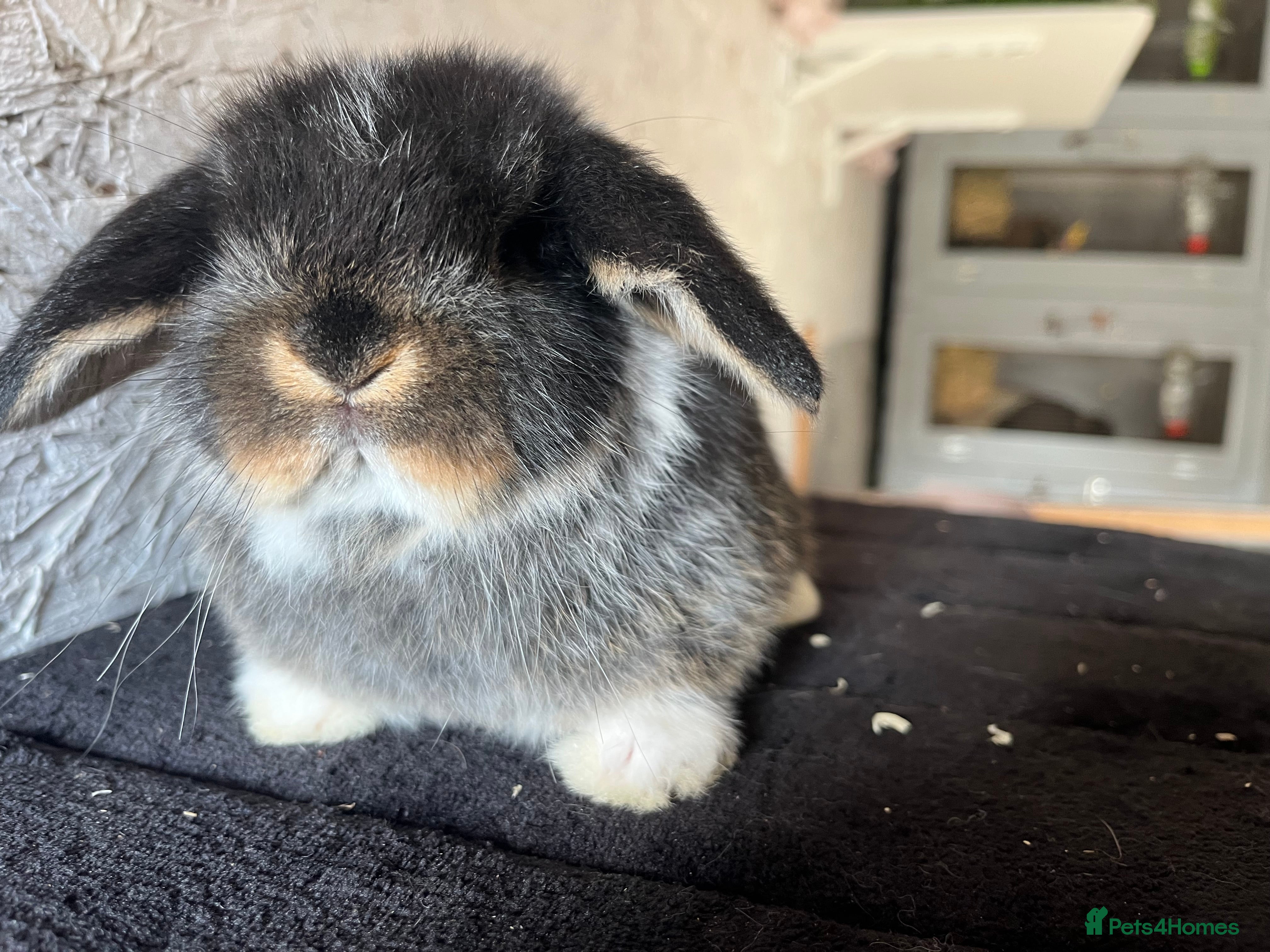 Mini Lop rabbits Pure mini lop  - Advert 2