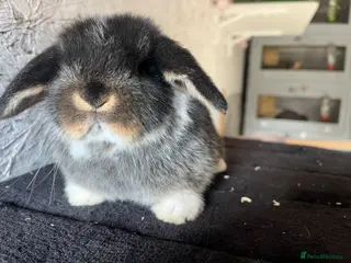 Mini Lop rabbits Pure mini lop - Advert 11