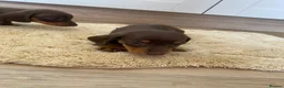 Dachshund dogs for sale: Chocolate tri dachshund in Bury Saint Edmunds - Advert 20
