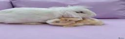 Mini Lion Lop rabbits for sale: Mum and daughter mini lion lops - Advert 4