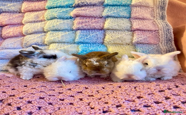 Mini Lop rabbits Pure bred Mini Lops - Advert 6