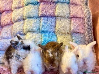 Mini Lop rabbits Pure bred Mini Lops - Advert 14