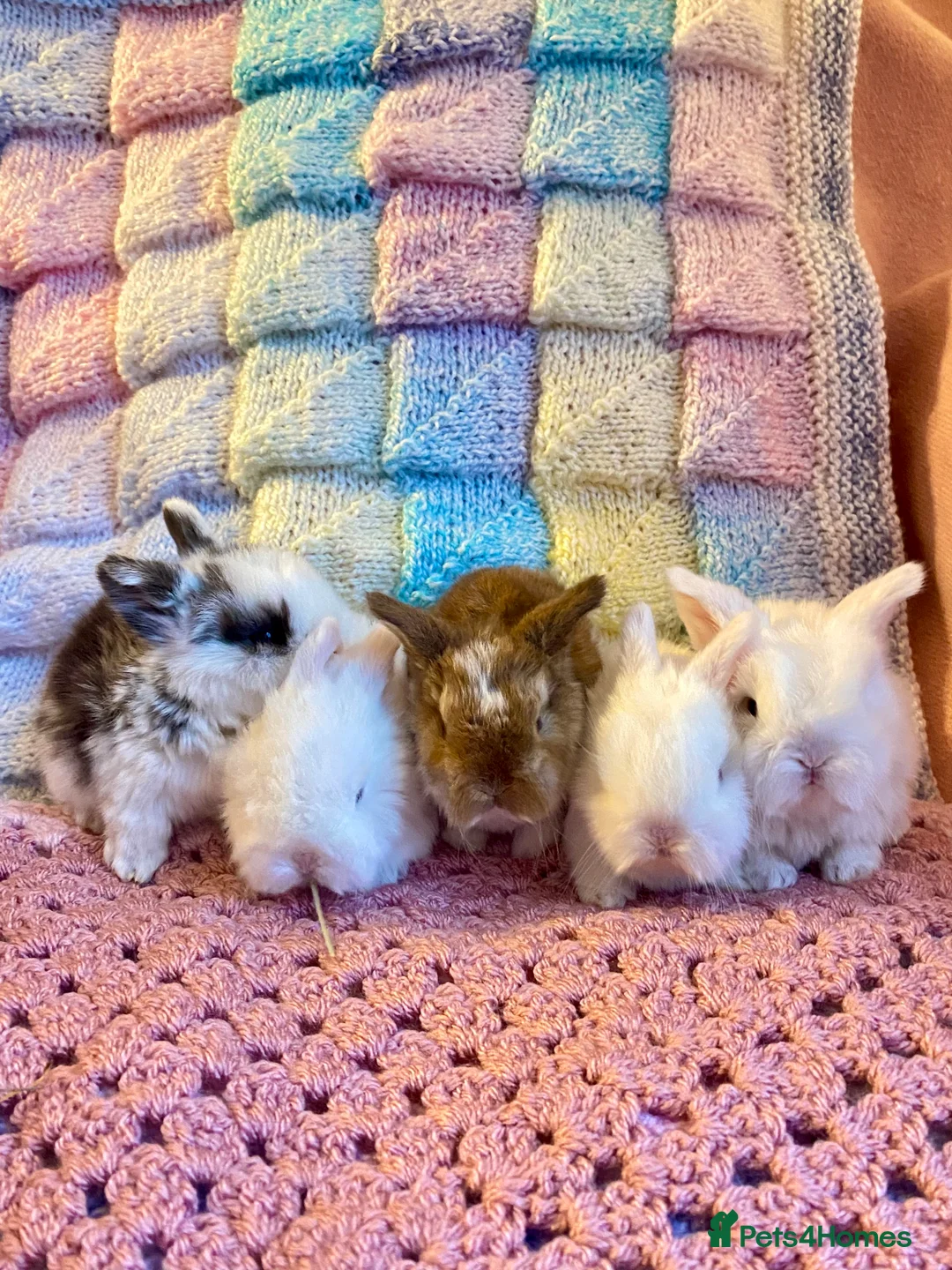 Mini Lop rabbits for sale: Pure bred Mini Lops - Advert 1