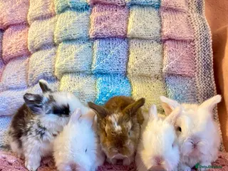 Mini Lop rabbits Pure bred Mini Lops - Advert 5