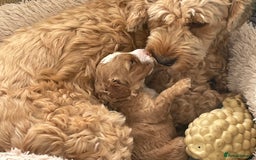 Cockapoo dogs for sale: F1b Cockapoos - Image 15