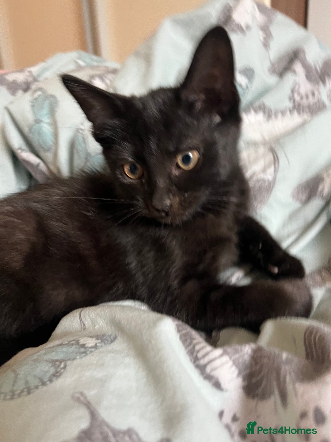 Mixed Breed cats for sale: Beautiful baby kittens 💕 - Image 8