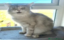 Maine Coon cats for sale: 2 imported Active Girls  - Image 4