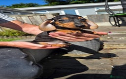 Miniature Dachshund dogs for sale: Dachshund puppy - Image 2