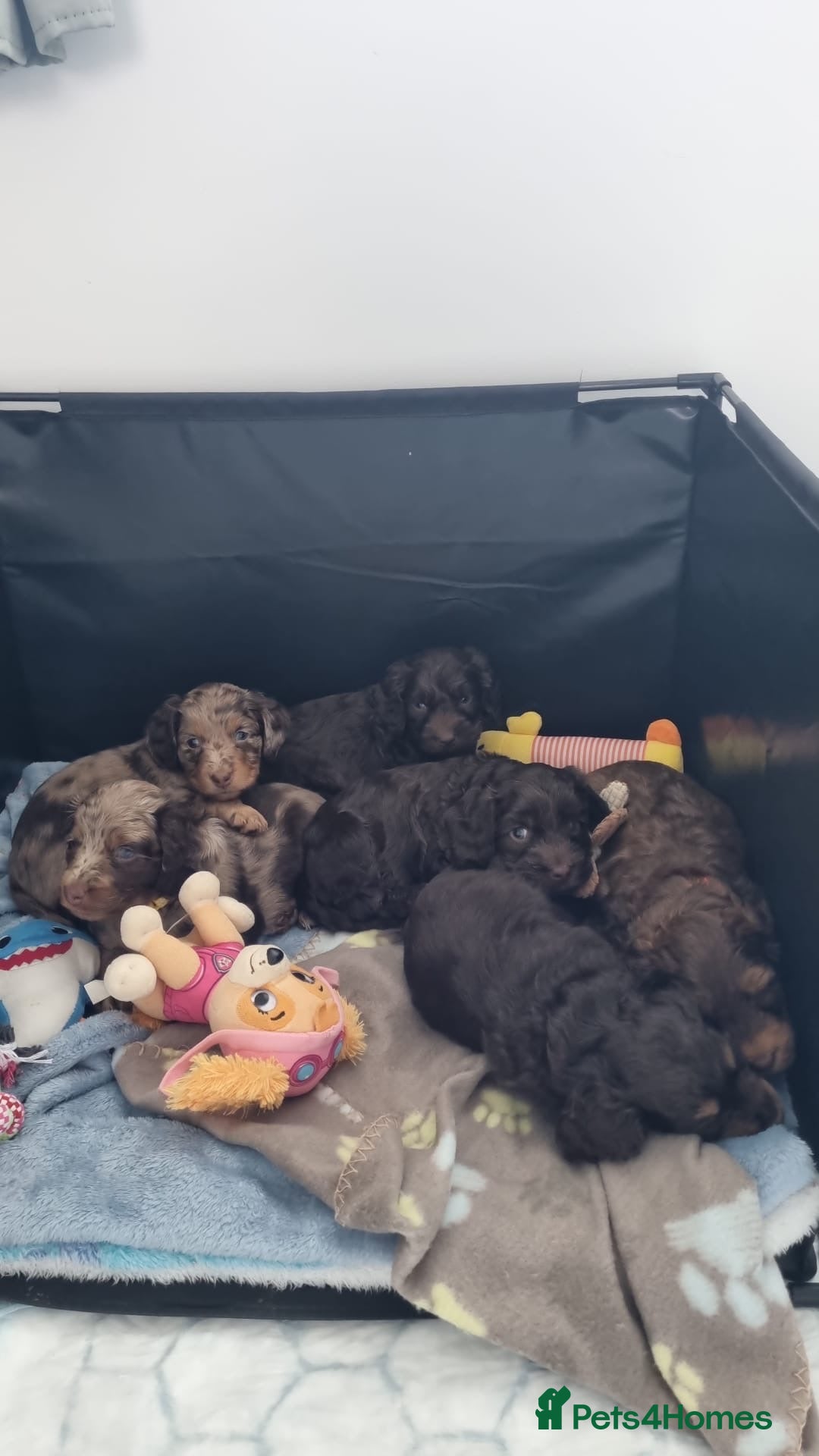Cockapoo dogs Cocker spaniel puppies - Advert 1