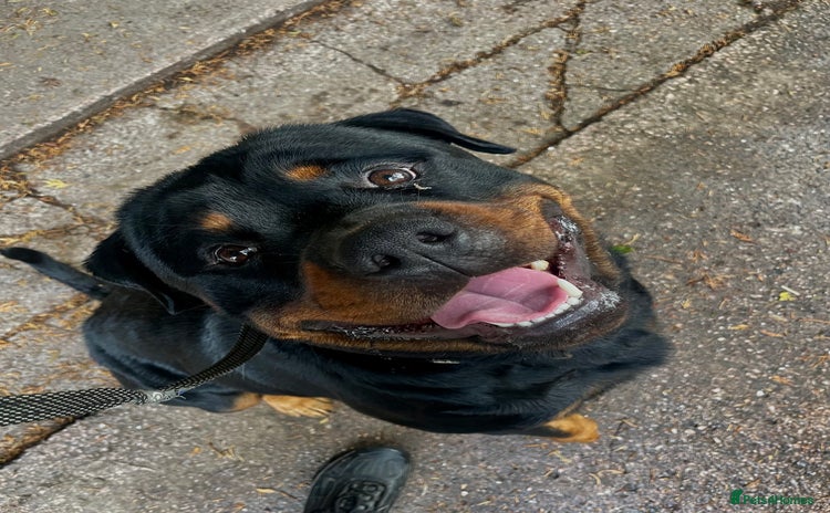 Rottweiler dogs - Advert 9