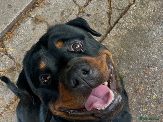 Rottweiler dogs - Advert 22