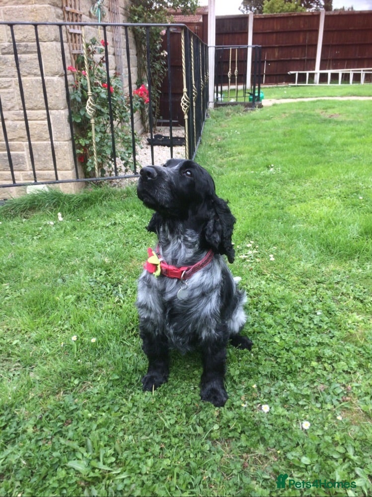 Cocker Spaniel dogs 6 Beautiful Cocker Spaniel Puppies for Sale - Advert 1