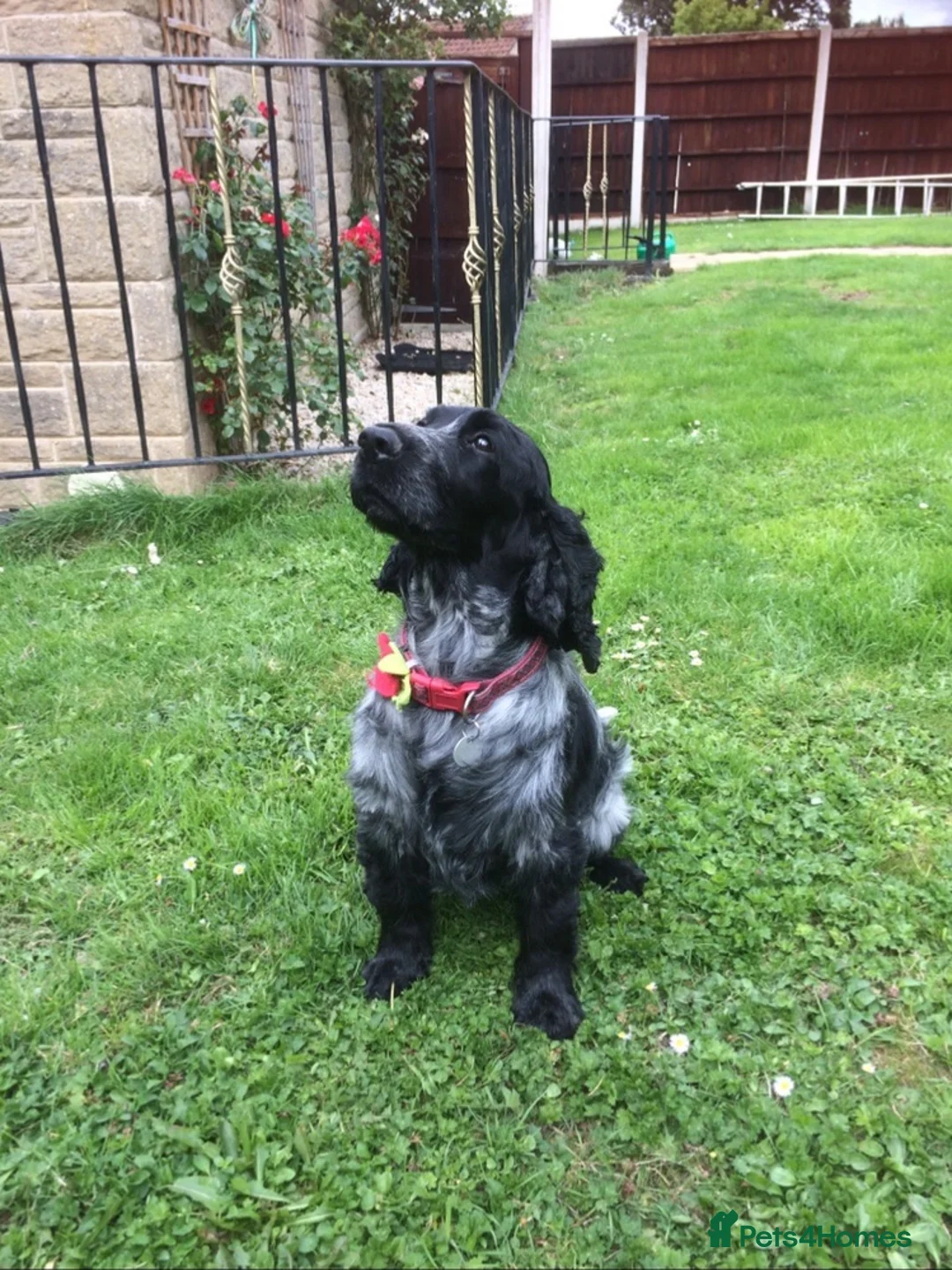 Cocker Spaniel dogs for sale: 6 Beautiful Cocker Spaniel Puppies for Sale - Advert 1