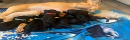 Labrador Retriever dogs for sale: Labrador puppys - Advert 6