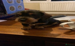 Dachshund dogs for stud: Teckle  in Whitley Bay - Image 3
