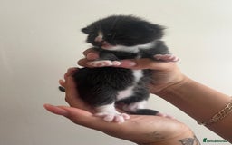 Domestic Shorthair cats for sale: Three domestic shorthair for sale  - Image 10